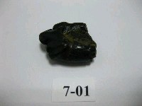 藏品(虎齒)的圖片